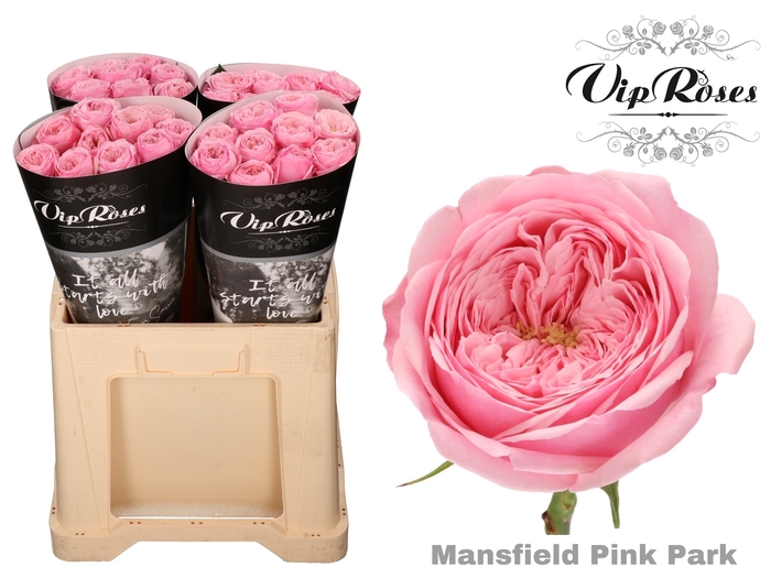 <h4>R KL PINK MANSFI PARK x40 588</h4>