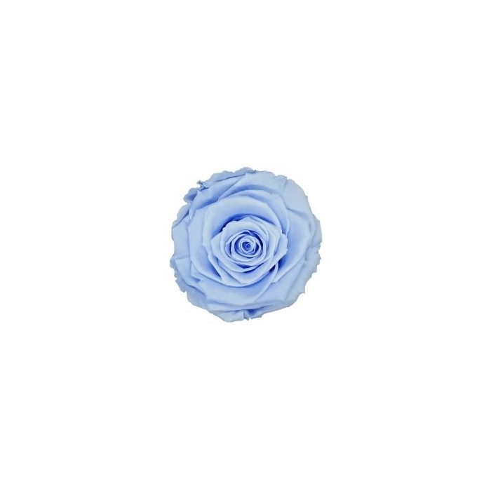 <h4>Roos XL blu-89</h4>