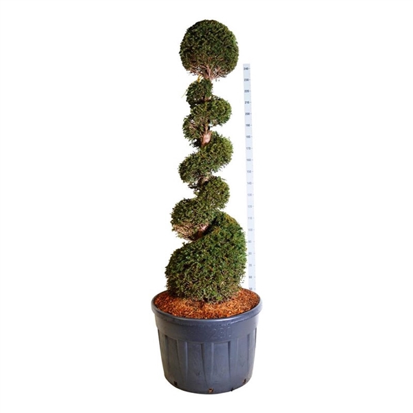 <h4>Taxus baccata</h4>