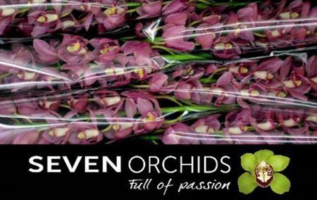 <h4>Cymb T Shanna</h4>