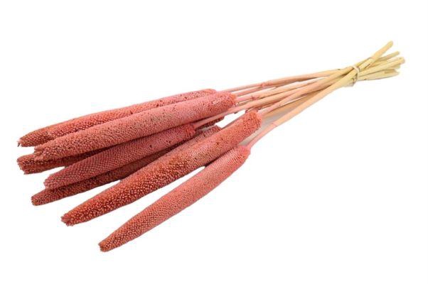 Bunch Babala 10pcs Sleeved L65