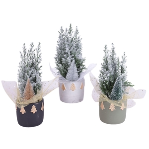 Chamaecyparis laws. Ellwoodii