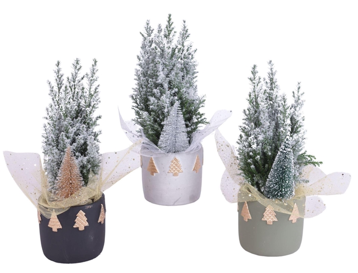 <h4>Chamaecyparis laws. Ellwoodii</h4>