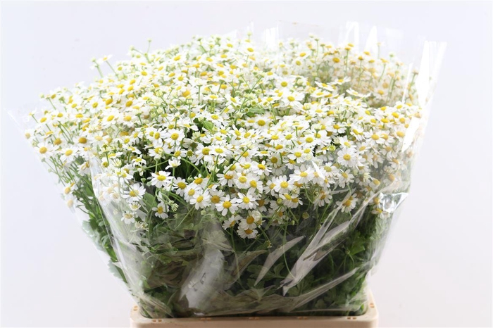 <h4>Tana Pa Campagne</h4>