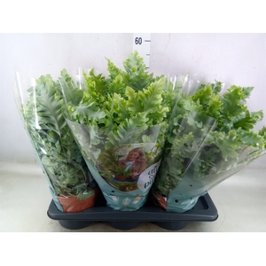 Phlebodium aureum 'Davana'