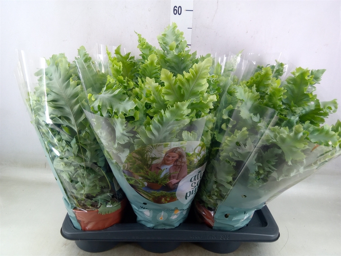 <h4>Phlebodium aureum 'Davana'</h4>