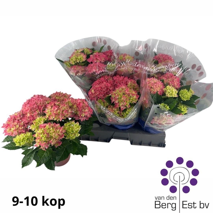 <h4>HYDR M HI OCEAN</h4>