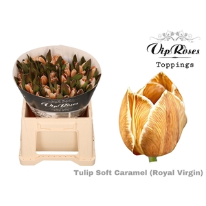 TU EN RV Paint SOFT CARAMEL