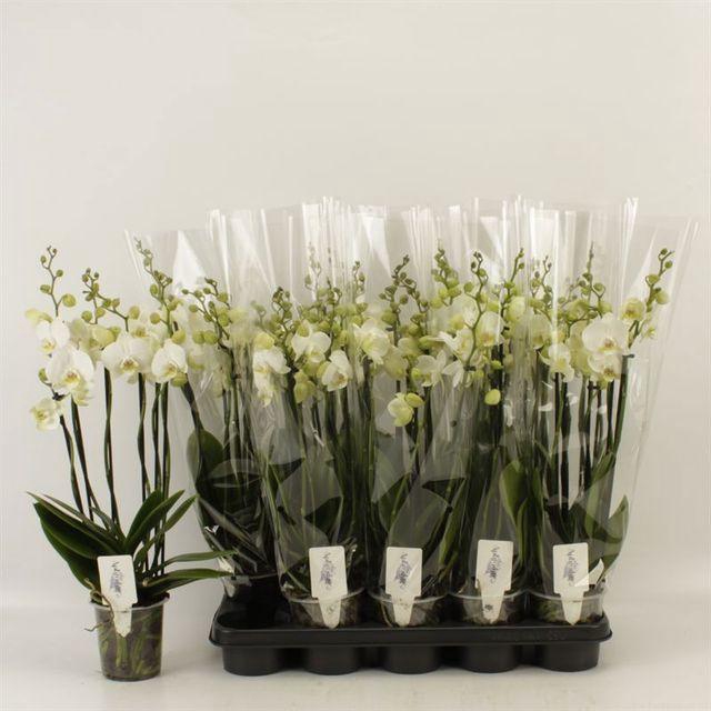 <h4>PHAL WHITE 6 TAK</h4>