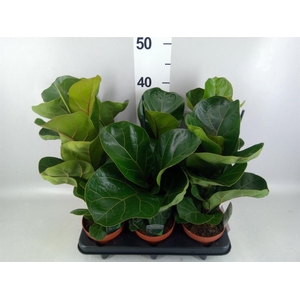 Ficus lyrata 'Bambino'