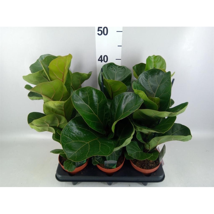 <h4>Ficus lyrata 'Bambino'</h4>