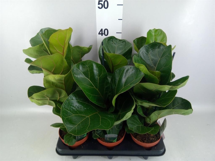 Ficus lyrata 'Bambino'