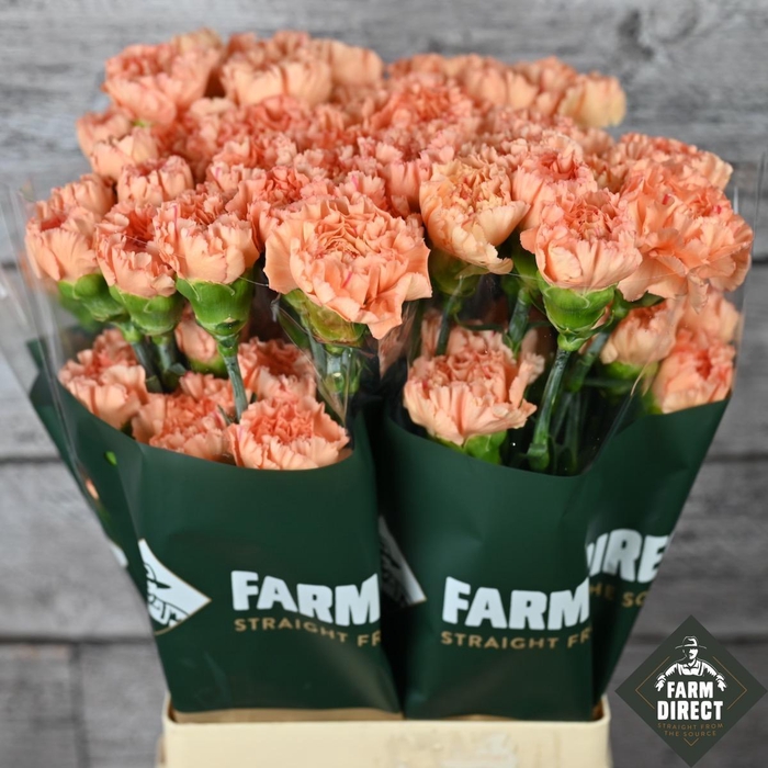 <h4>DI ST MEGAN</h4>