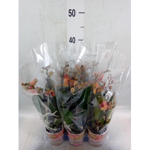 Phalaenopsis multi. 'Ant Bolzano'