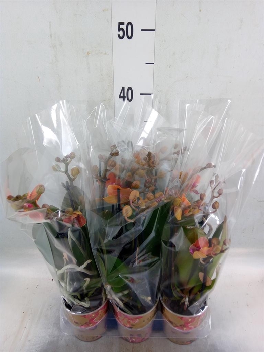 <h4>Phalaenopsis multi. 'Ant Bolzano'</h4>