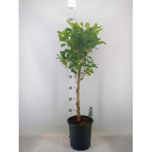 Ficus microcarpa 'Moclame'