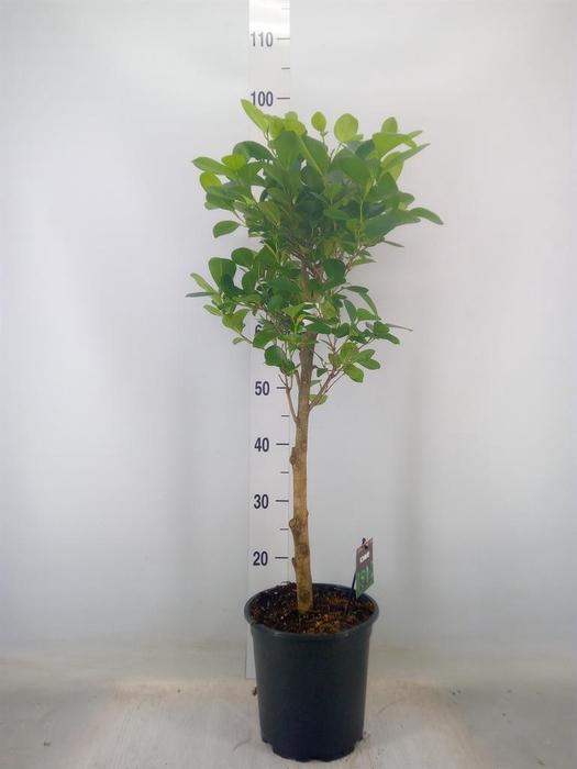 <h4>Ficus microcarpa 'Moclame'</h4>