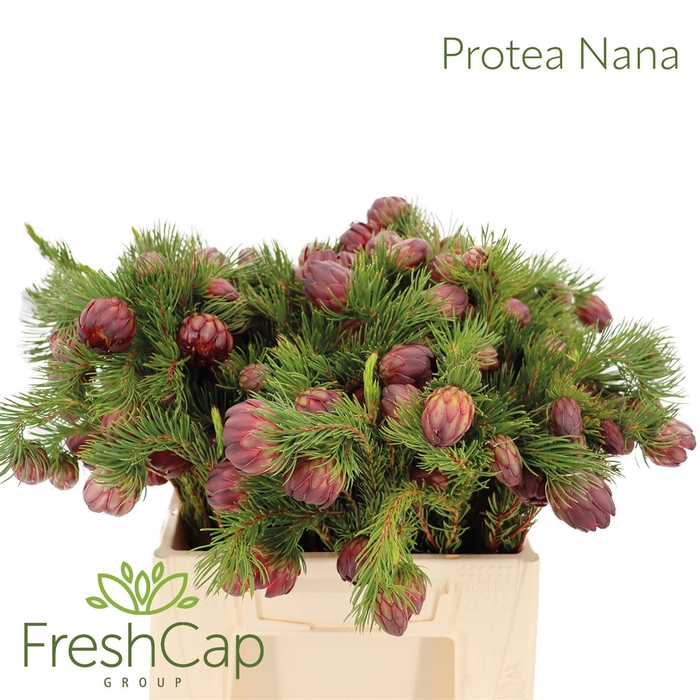 <h4>Protea Nana</h4>