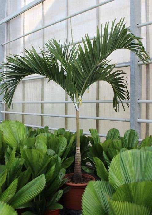 <h4>Veitchia merrillii</h4>