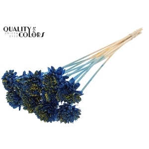 Shola Zinia 6cm on stem Splashed Blue/Yellow