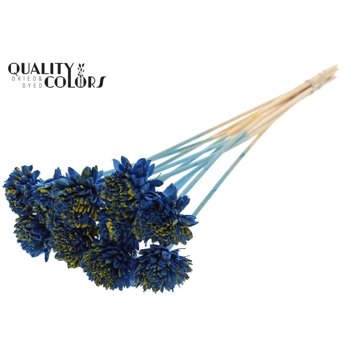 <h4>Shola Zinia 6cm on stem Splashed Blue/Yellow</h4>