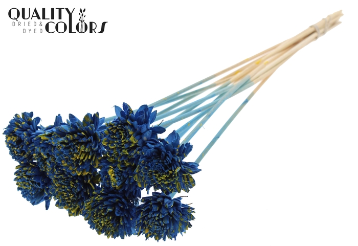 Shola Zinia 6cm on stem Splashed Blue/Yellow