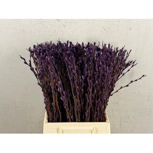 Salix Snowflake  50cm D. Lilac