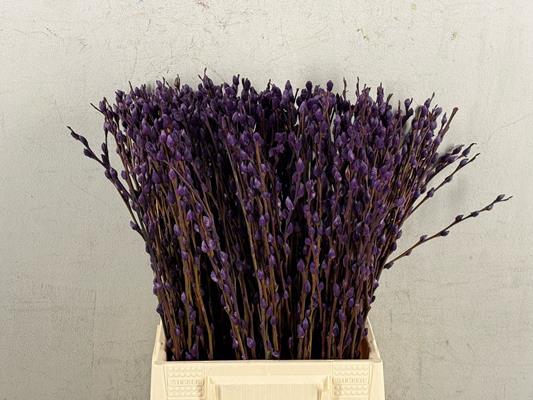 <h4>Salix Snowflake  50cm D. Lilac</h4>