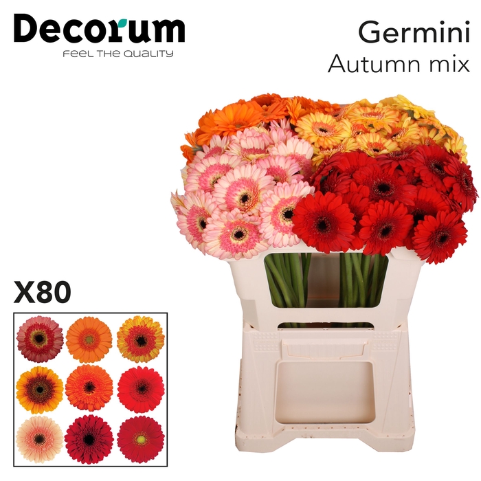 Germini Mix Autumn Water
