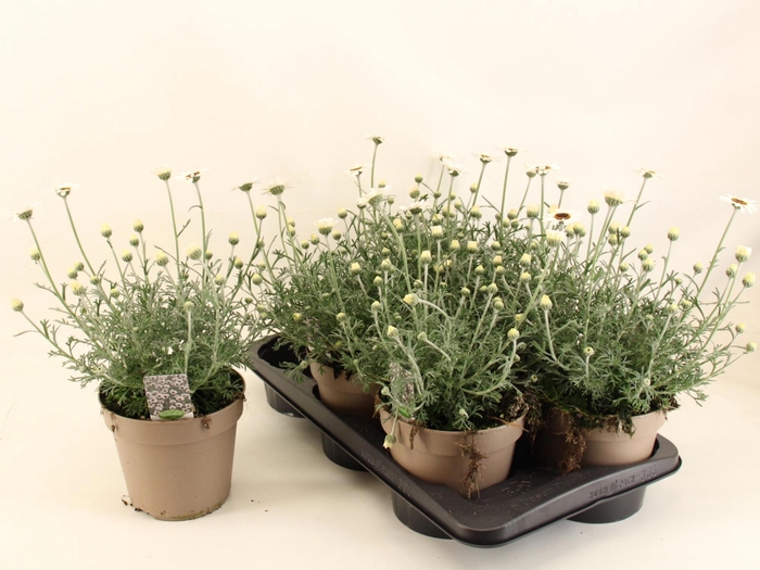 <h4>RHODAN CASABLANCA</h4>