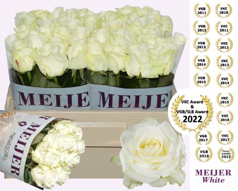 <h4>R Gr Avalanche White Meijer 50 cm</h4>