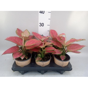 Aglaonema   ...