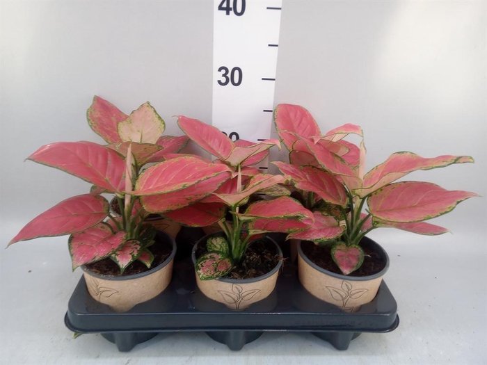 <h4>Aglaonema   ...</h4>