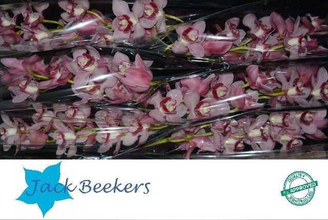 <h4>CYMB T FREEKE</h4>