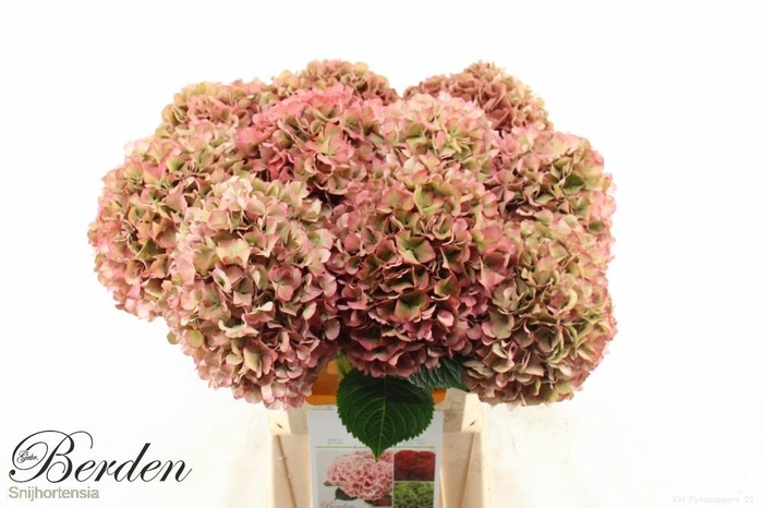 <h4>HYDR M GLOW ALPS CL</h4>