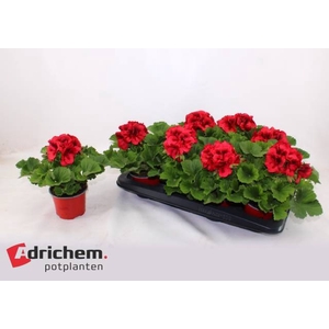 Pelargonium grandif. Franny 12Ø 27cm