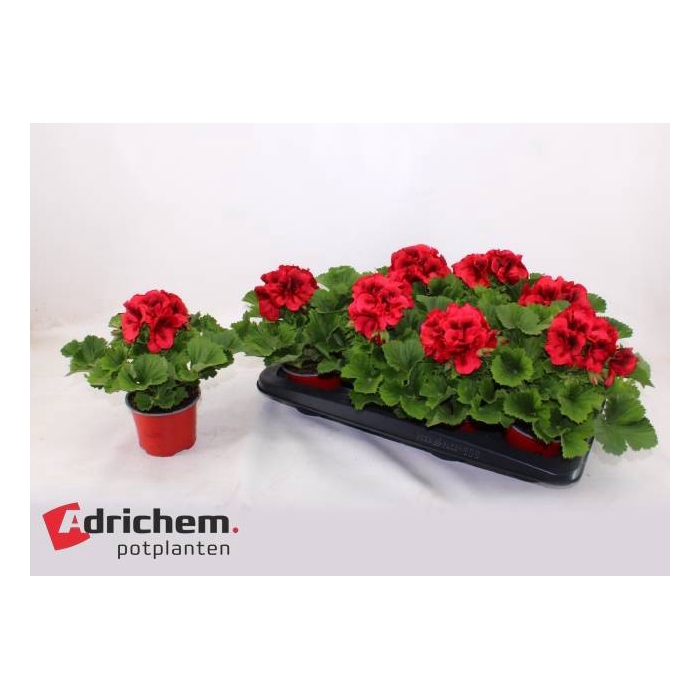 <h4>Pelargonium grandif. Franny 12Ø 27cm</h4>