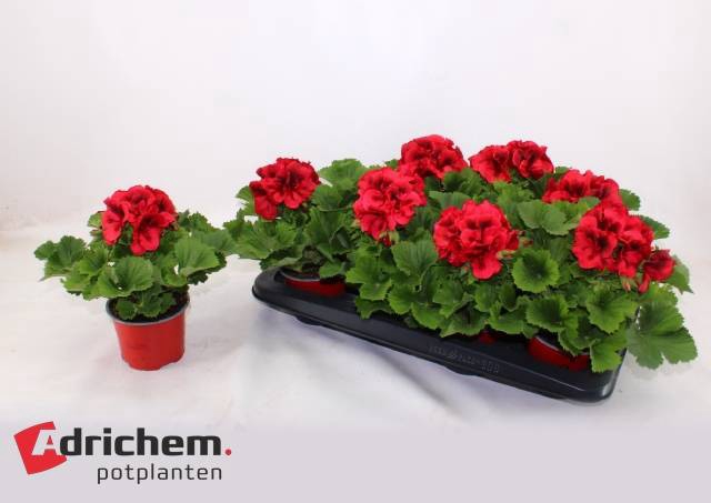 Pelargonium grandif. Franny 12Ø 27cm