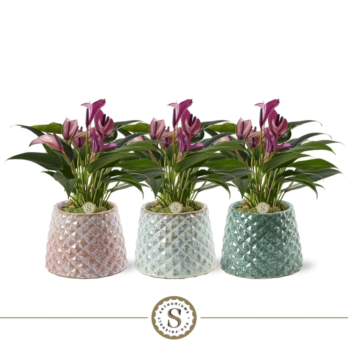 <h4>Florence Keramiek Zizou</h4>