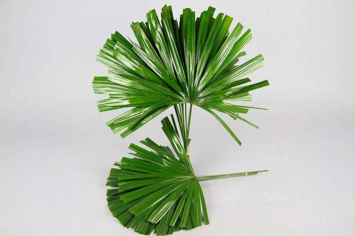 <h4>Raphis Cutted (air)</h4>