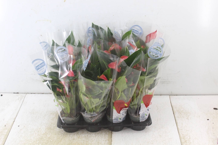 <h4>ANTHURIUM TRILLIONS RED P06</h4>