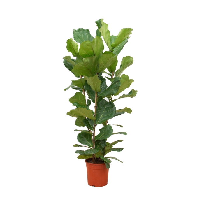 <h4>Ficus lyrata</h4>