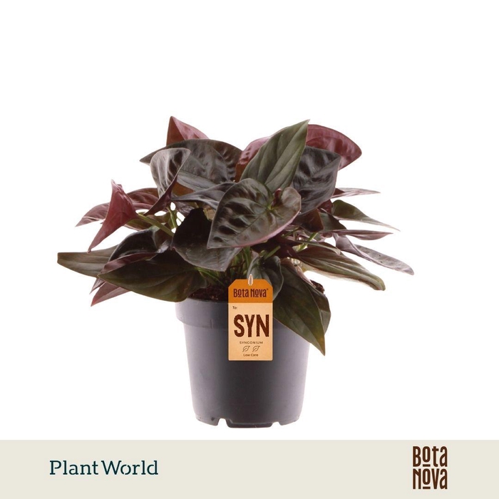 <h4>Syngonium erythrophyllum 'Red Arrow'</h4>