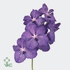 VANDA KAN MAG BLUE