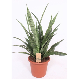 Sansevieria Diamond Green