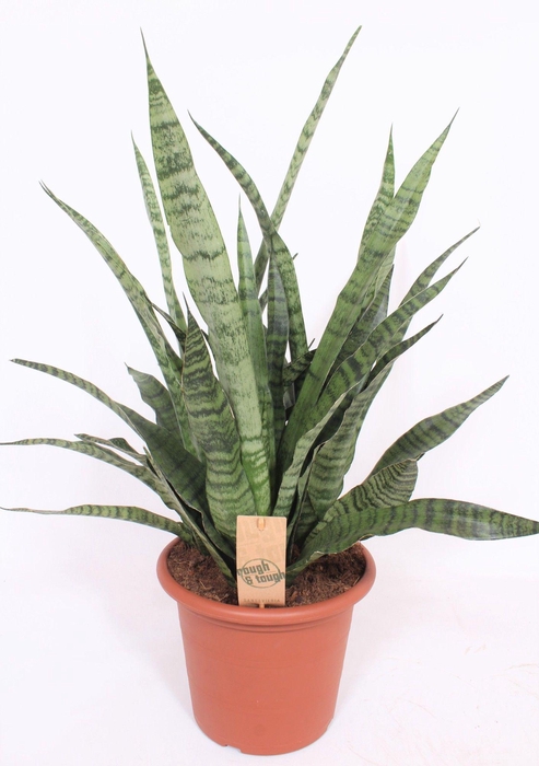 <h4>Sansevieria Diamond Green</h4>