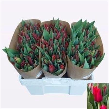 <h4>Tu Li Pretty Woman</h4>