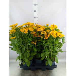 Rudbeckia   ...