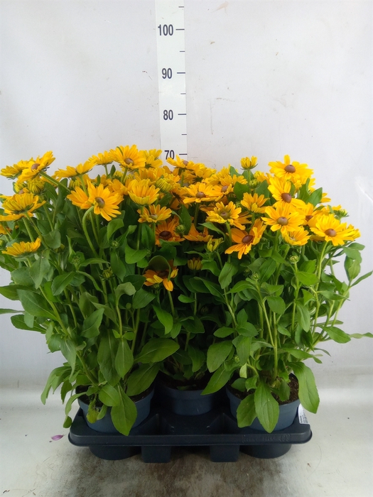<h4>Rudbeckia   ...</h4>
