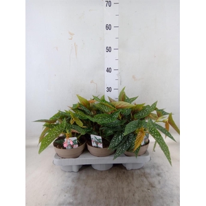 Begonia BD mac. 'Wightii'